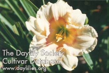 Daylily Siloam Baby Talk